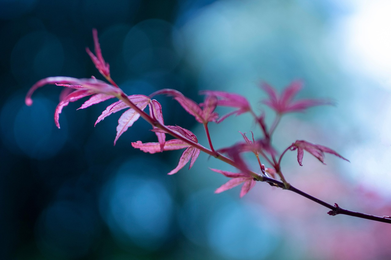 leaves tree branch green nature garden maple japanese maple leaves leaves leaves tree branch branch branch green green green nature garden garden garden garden garden maple japanese maple japanese maple