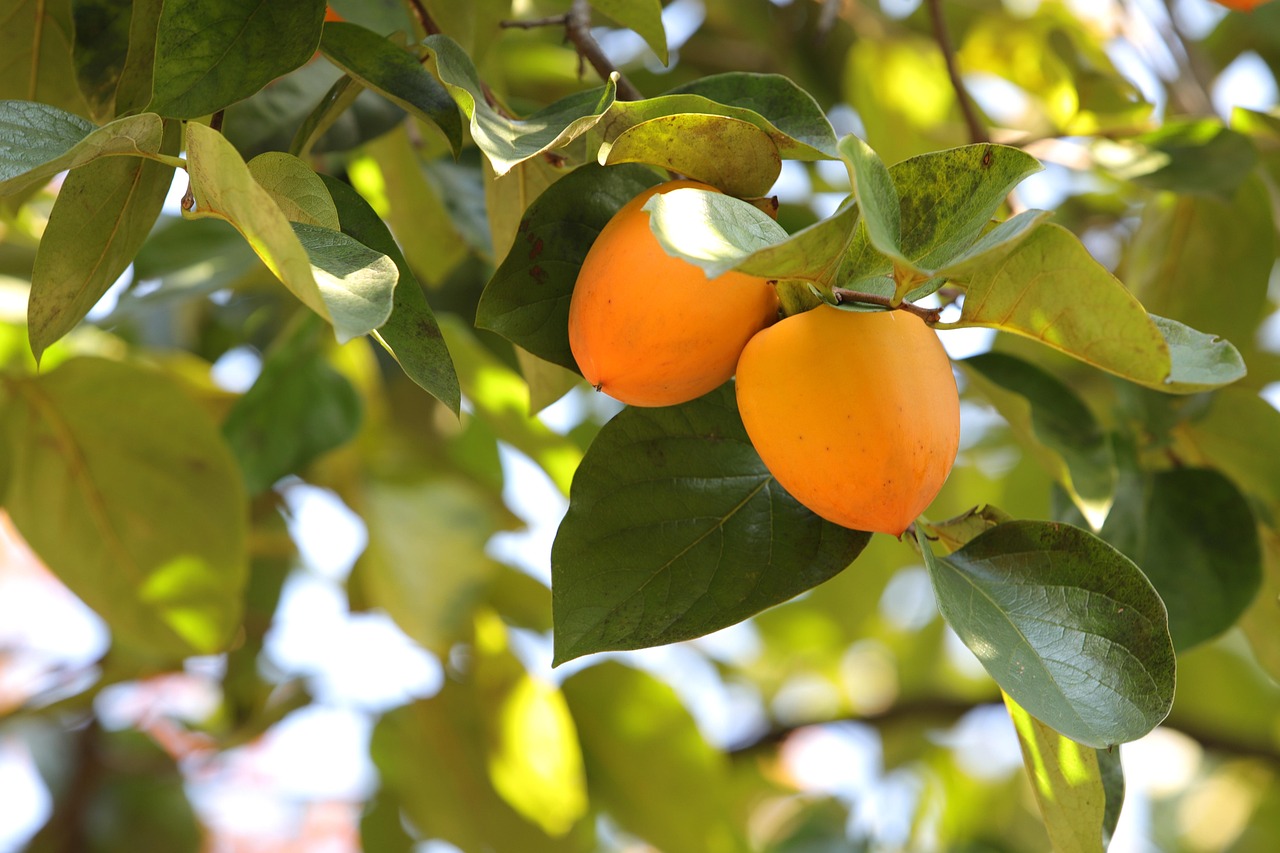persimmon fruit tree autumn nature persimmon tree