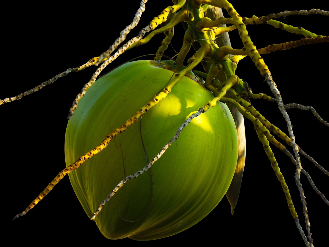 coconut nature coconut tree plant