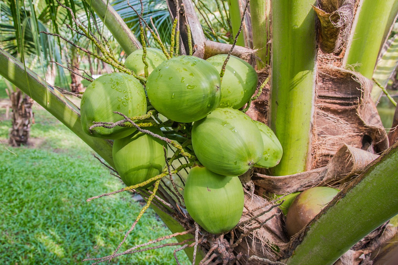 coconut coconut tree coconut perfume coconut coconut coconut coconut coconut coconut tree coconut tree