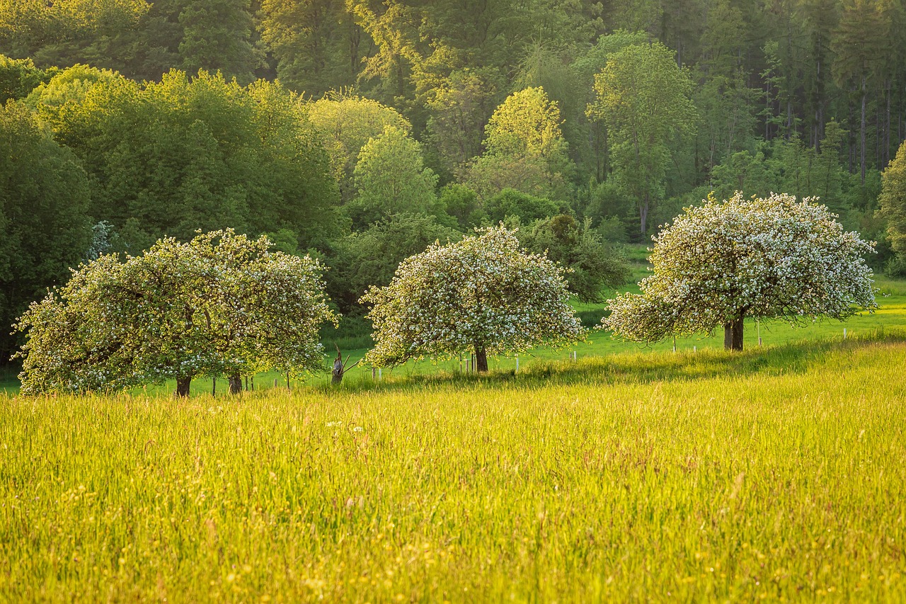 meadow landscape fruit trees orchard meadow blossoms forest plants nature bloom apple trees field trees fruit trees fruit trees fruit trees forest forest apple trees apple trees trees trees trees trees trees