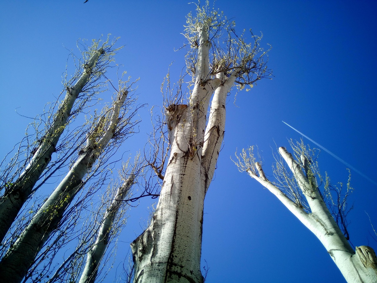 trees felling pruning cut off pruned trunk court nature pruning pruning pruning pruning pruning