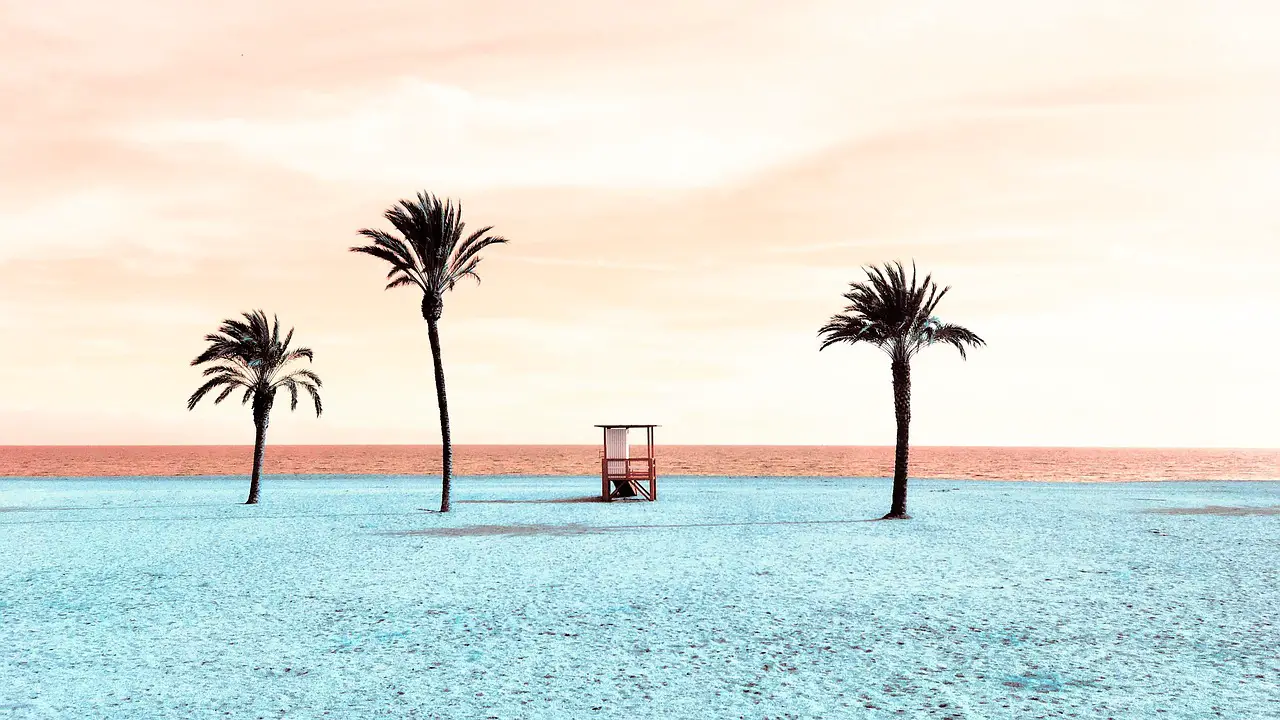 beach with palm trees