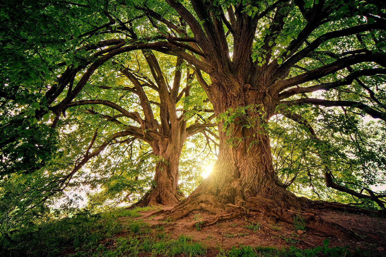 trees wilderness nature woods sunlight landscape branches sunbeam outdoors forest trees