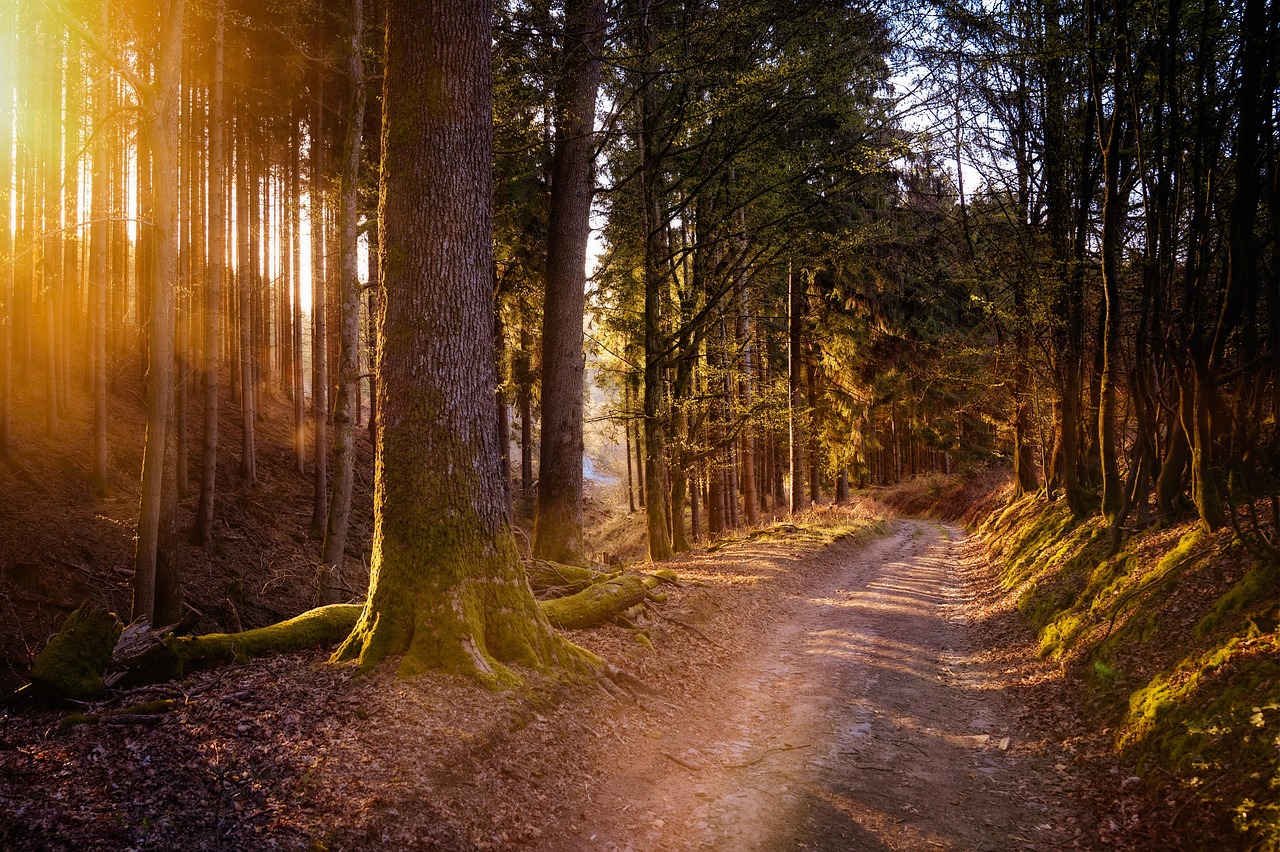 forest sun warm nature light trees landscape forest path hike backlighting the shade quiet