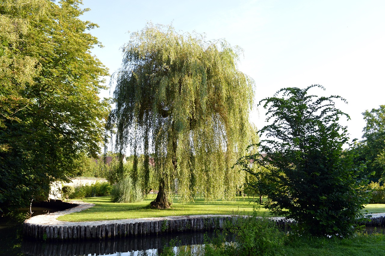 Pruned Weeping Willow