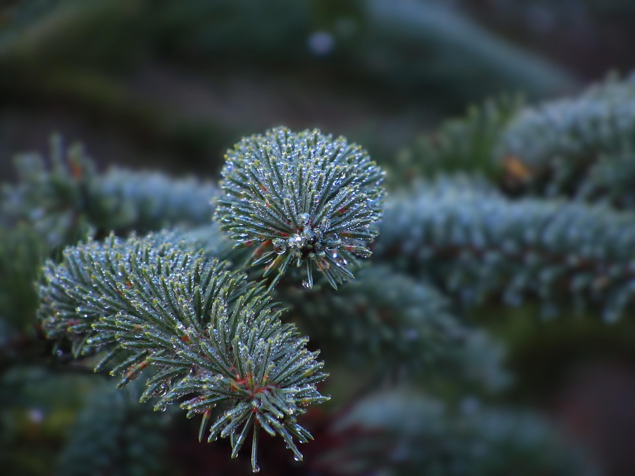 blue spruce pine tree morning dew spruce nature macro blue spruce blue spruce blue spruce blue spruce
