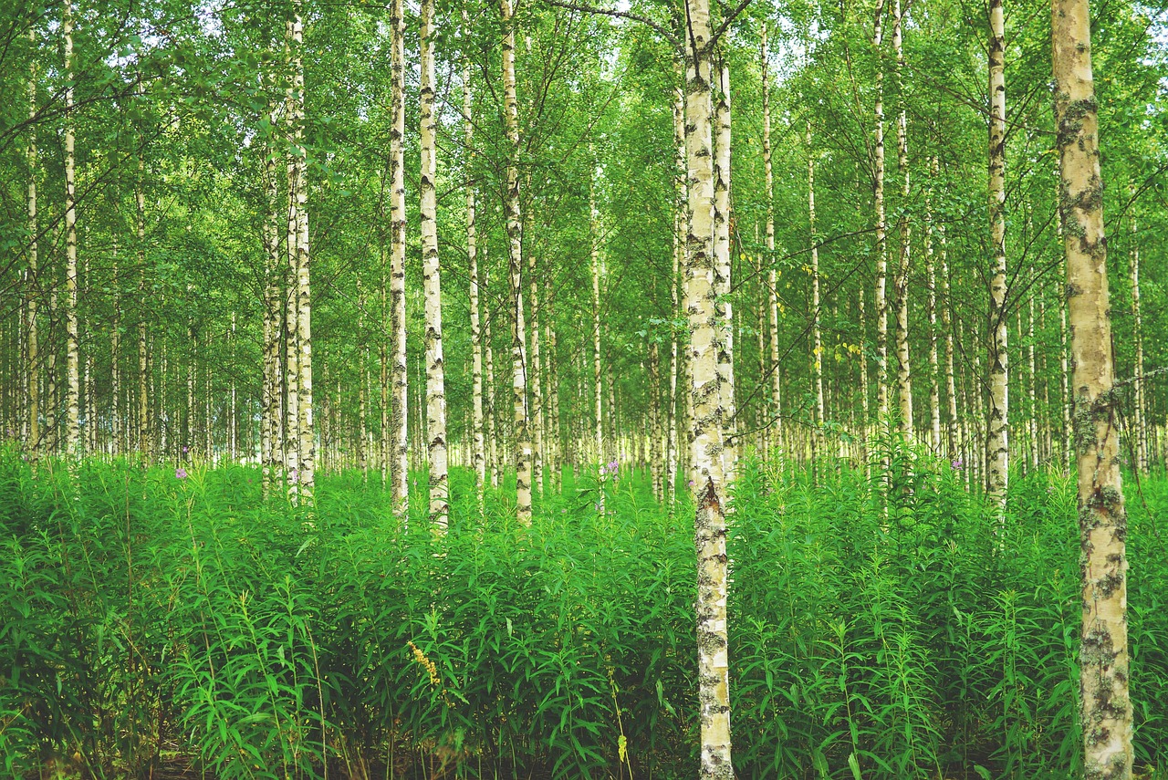 forest birch birch forest trees nature finland scandinavia north birch finland finland finland finland finland