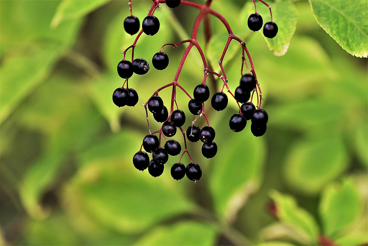elder berry black elder elderberries close up macro elderberries elderberries elderberries elderberries elderberries