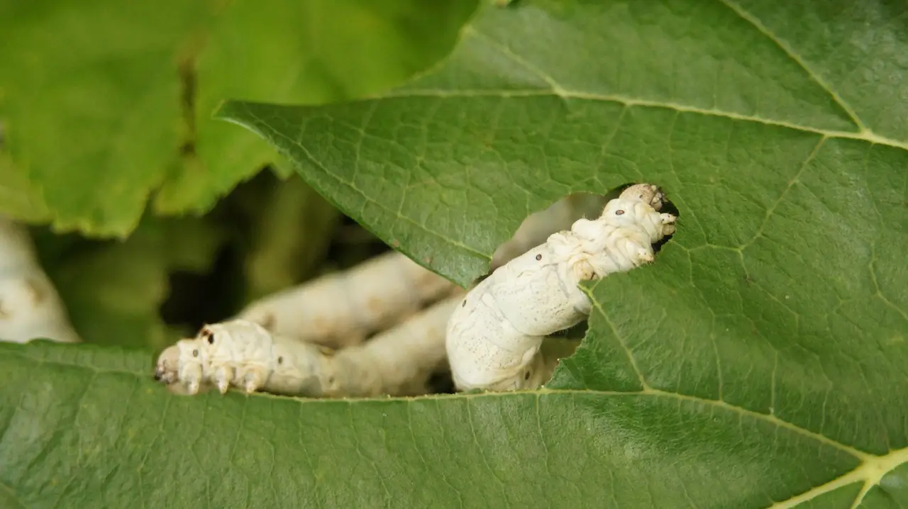silkworm summer share in mulberry mulberry leaves who in the powder freeze-drying soap in the silkworm silkworm silkworm silkworm silkworm mulberry
