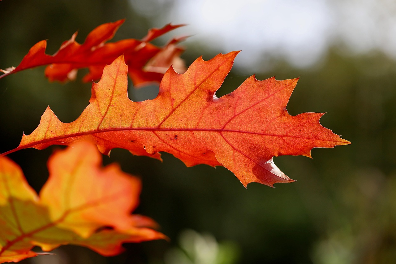 oak leaf leaf oak red leaf autumn leaves leaf veins leaf structure foliage autumn nature fall
