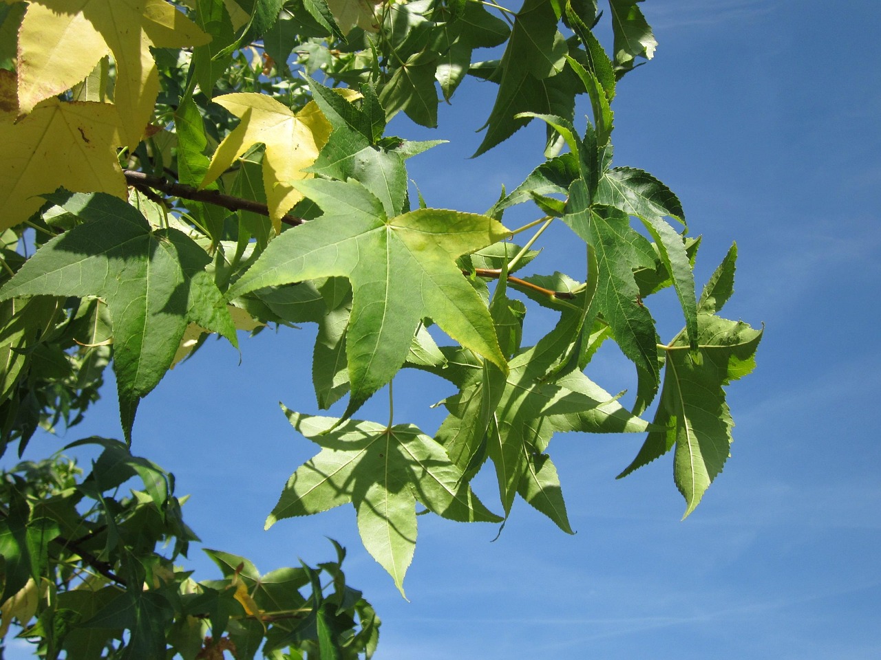 liquidambar sweet gum red gum satin-walnut tree foliage nature flora botany species leaves