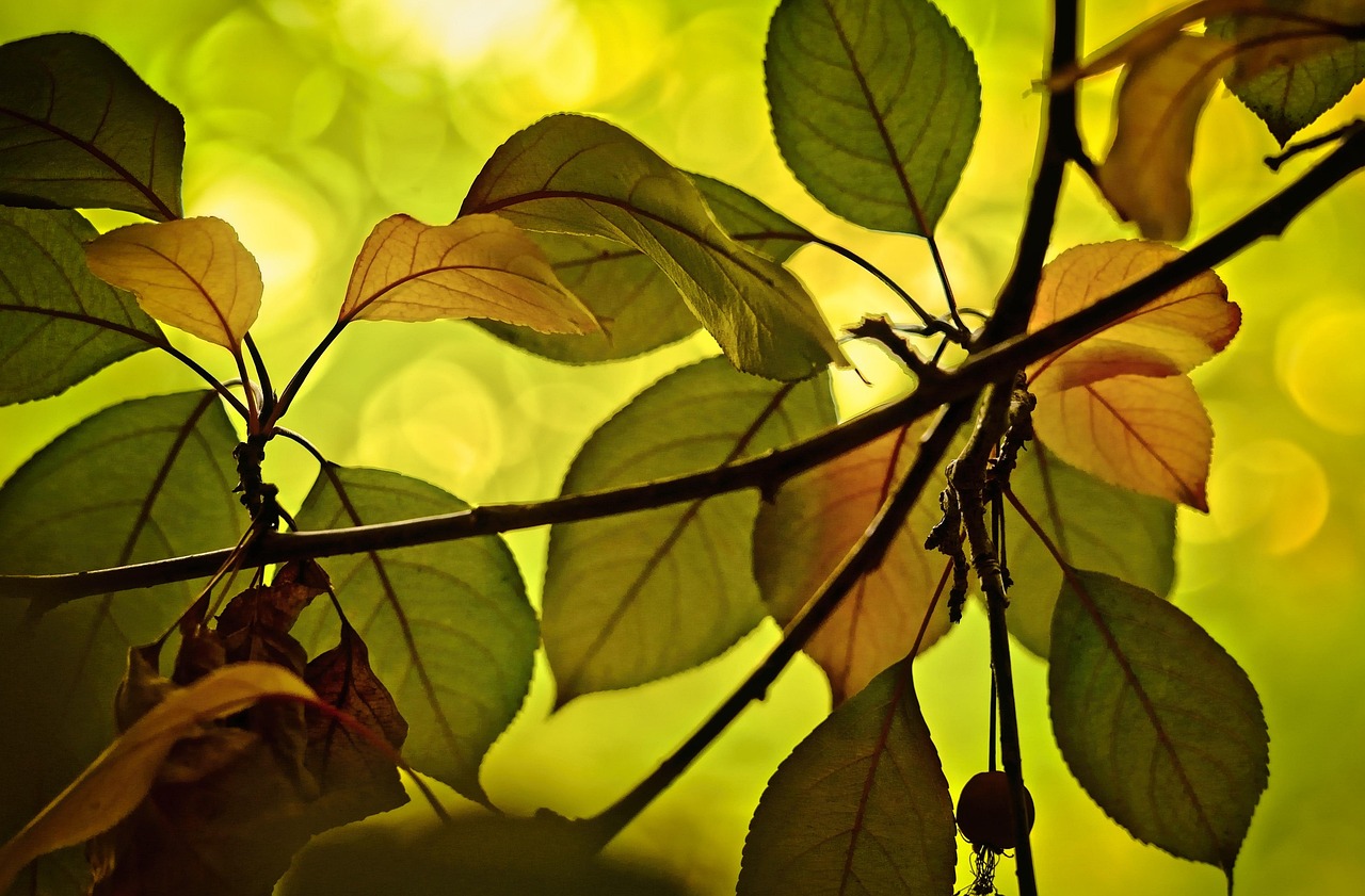 leaves nature crabapple autumn translucent