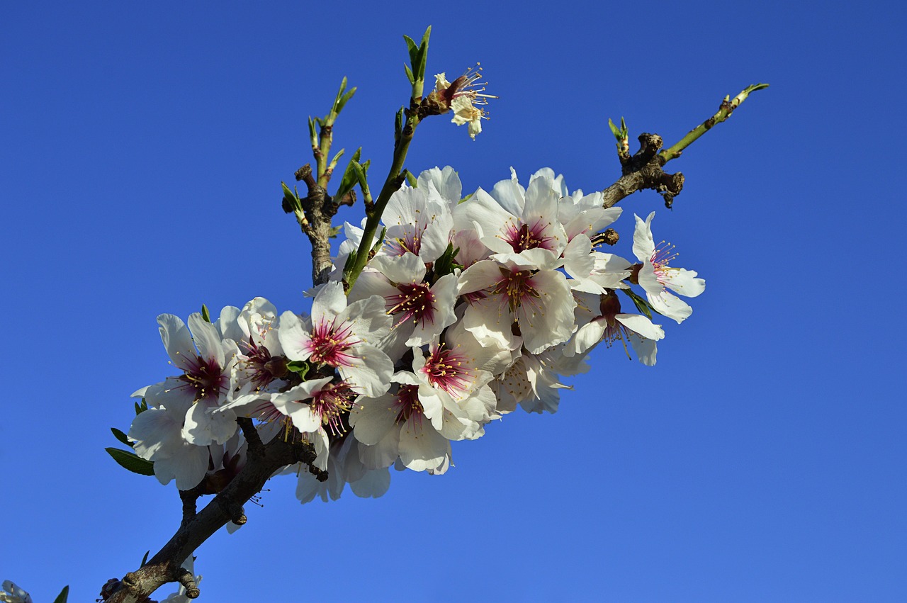 almond blossoms flower wallpaper flowery branch nature beautiful flowers flowering almond trees flowering spring almond tree flower background flowers