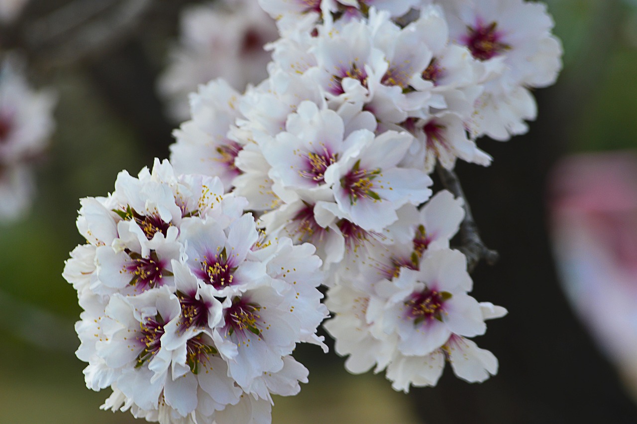almond blossoms almond blossom nature flower wallpaper flowery branch flowering flowers beautiful flowers flower background almond tree february flowering almond trees