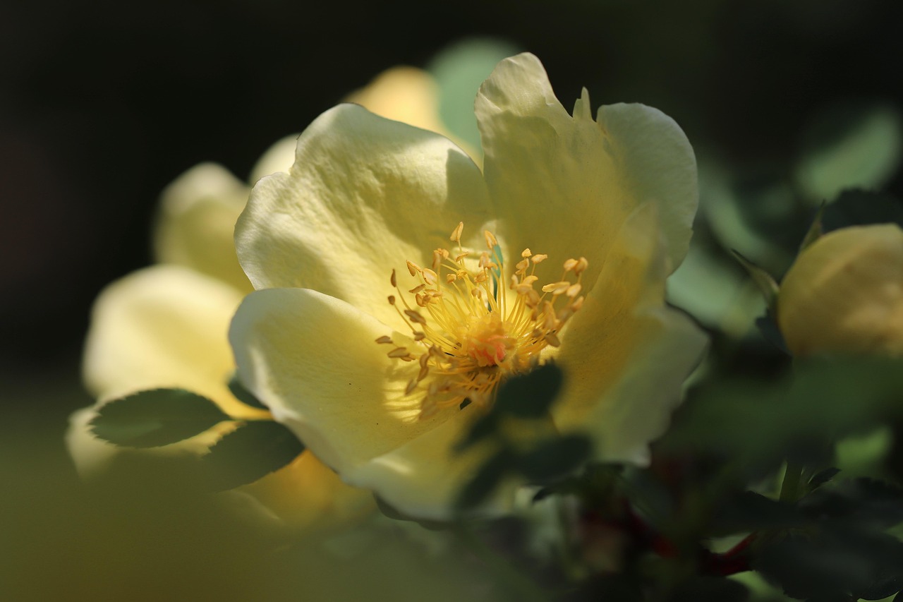 rose gold yellow rose rosa xanthina blossom bloom rose flower petals rose bush stamens incidence of light bloom rose blossom yellow bright