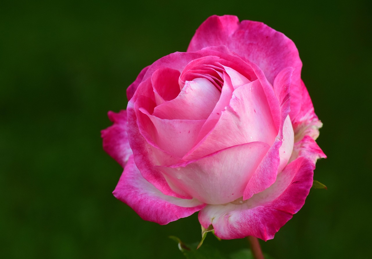 pink beautiful flowers rose petals flower pink rose pink petals rose flower pink flower bloom blossom bloom rose blossom rose petals flora nature rose wallpaper single flower single rose flower background flower wallpaper fragrance scent of roses