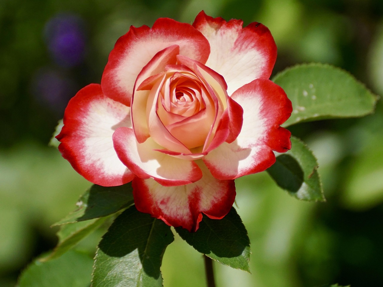 rose bicolored flower bicolored rose petals rose flower blossom bloom flower background beautiful flowers flower flora floriculture horticulture botany nature rose petals flower wallpaper plant flowering plant single rose single flower floribunda rose bloom close up