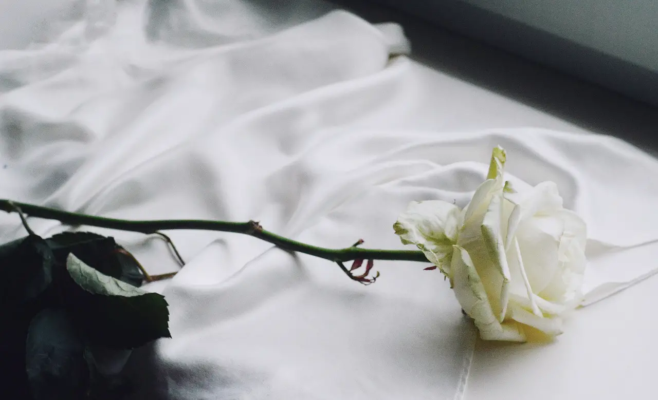 rose rose flower vintage white rose