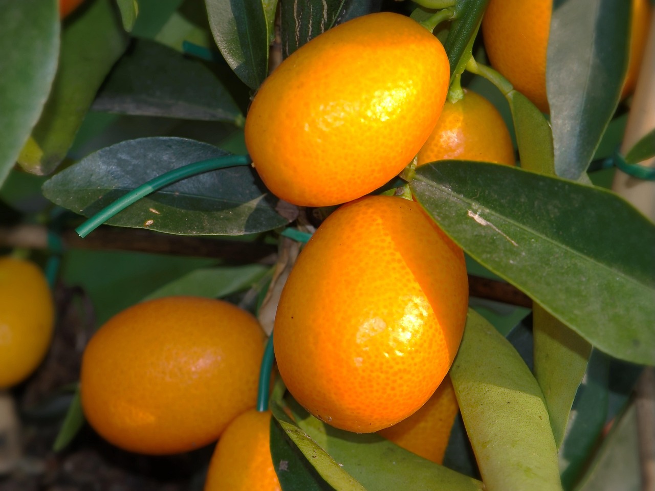 citrus citrus fortunella nature kumquat dwarf orange rautengewächs citrus plant meal plant food processing plant