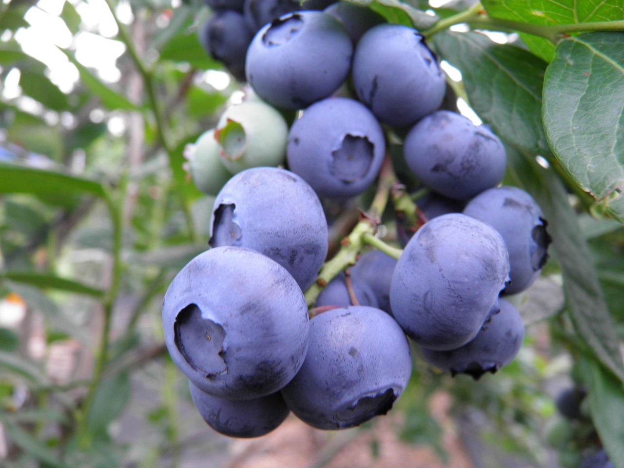 blueberry purity orchard the modern south farm blueberry blueberry blueberry blueberry blueberry orchard orchard orchard