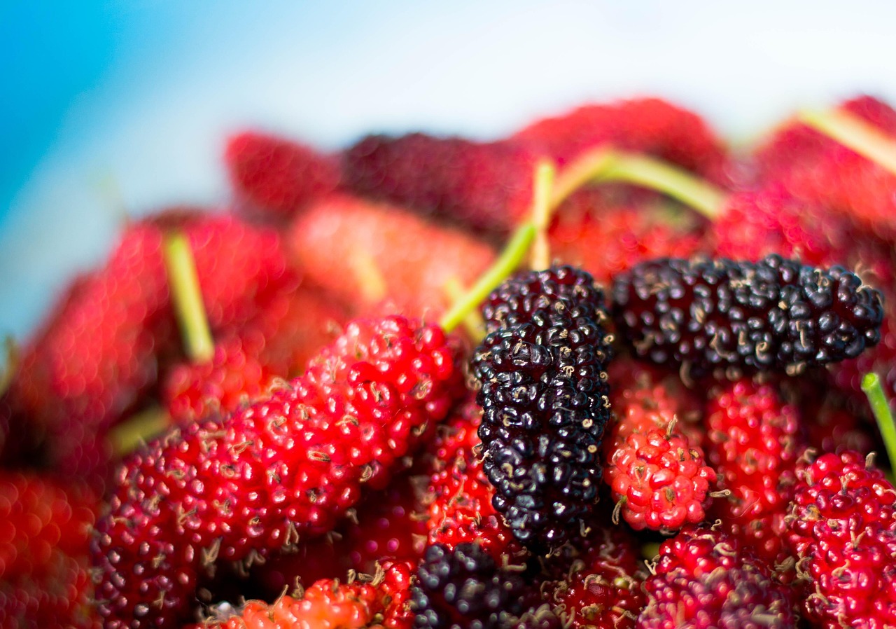 mulberry fruit mulberry mulberry mulberry mulberry mulberry