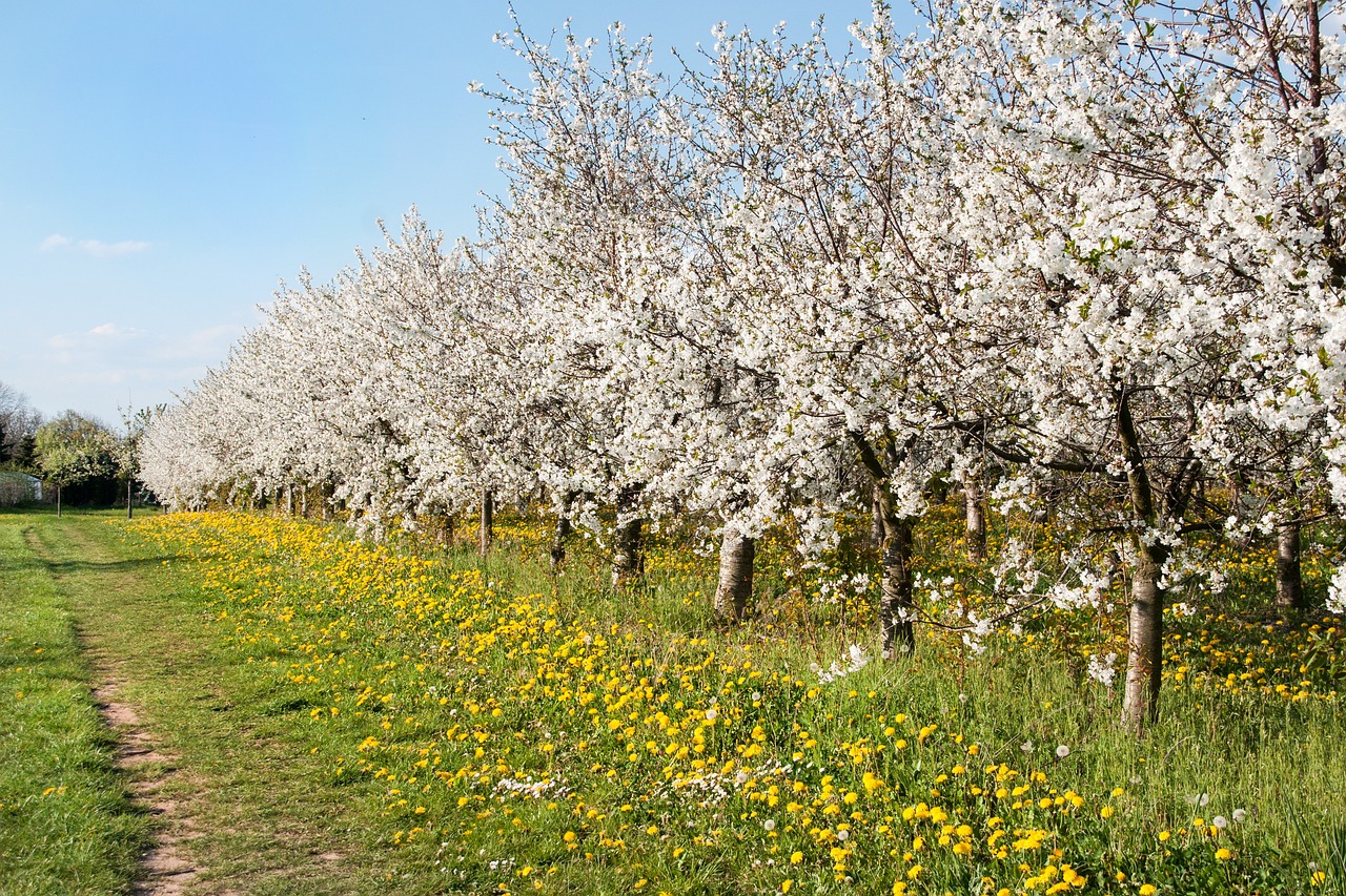 cherries cherry blossom orchard cherry plantation spring tree cherry tree blossom bloom nature bloom plant