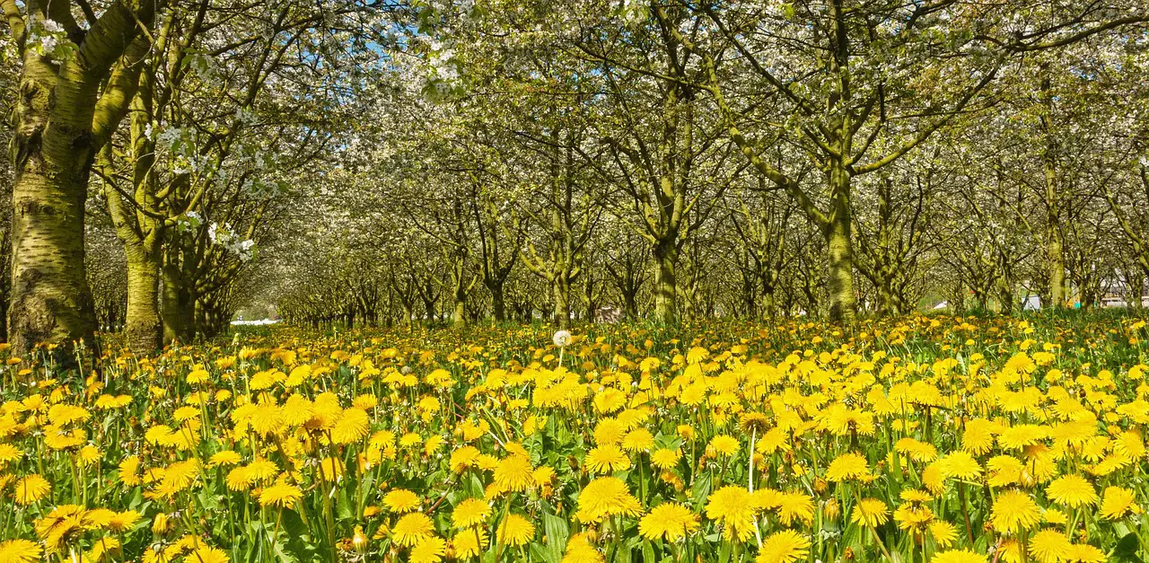 dandelions cherry orchard cherry trees cherry plantation cherry tree plantation trees nature orchard landscape