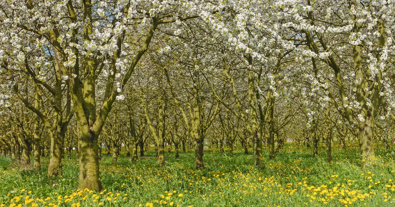 cherry orchard cherry trees cherry plantation cherry tree plantation trees nature orchard landscape cherry orchard cherry orchard cherry orchard cherry trees orchard orchard orchard orchard orchard
