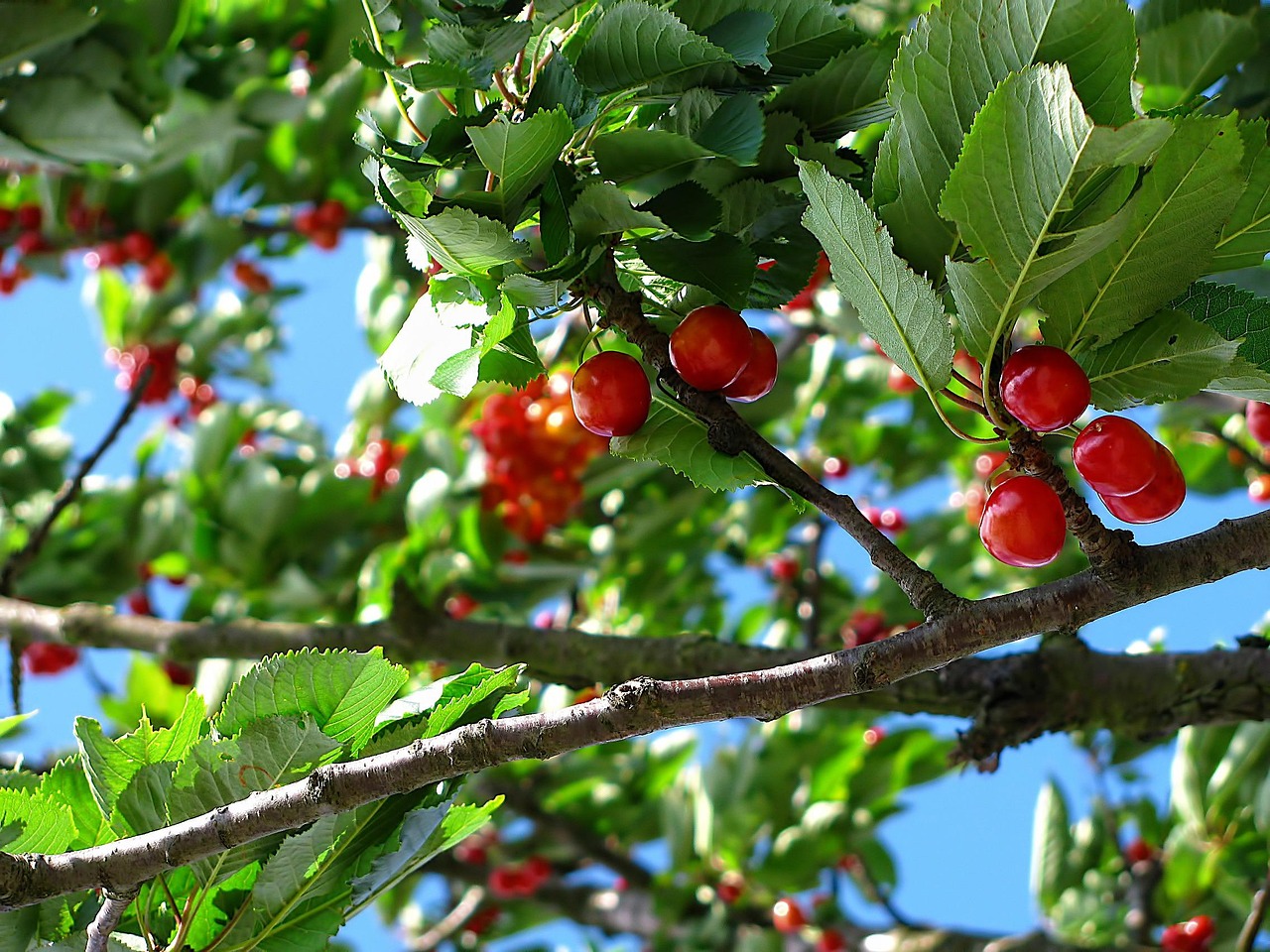 cherry fruit tree branch plant flora nature orchard closeup cherry cherry cherry cherry cherry orchard orchard