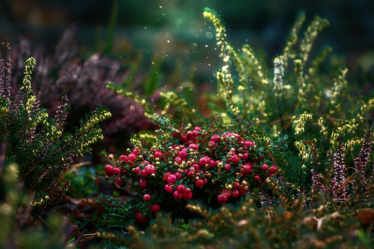 cranberries fruit plant vines dwarf shrubs dust garden nature closeup cranberries garden garden garden garden garden