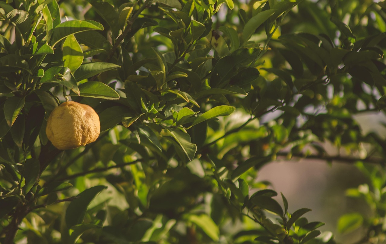 lemon tree lemon tree citrus grove green leaves fruit yellow fresh nature outdoor foliage summer