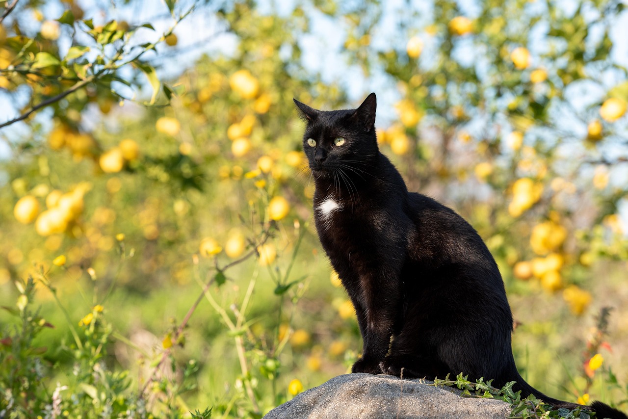 cat mammal animal black cat pet feline nature domestic cat domestic animal lemon grove portrait