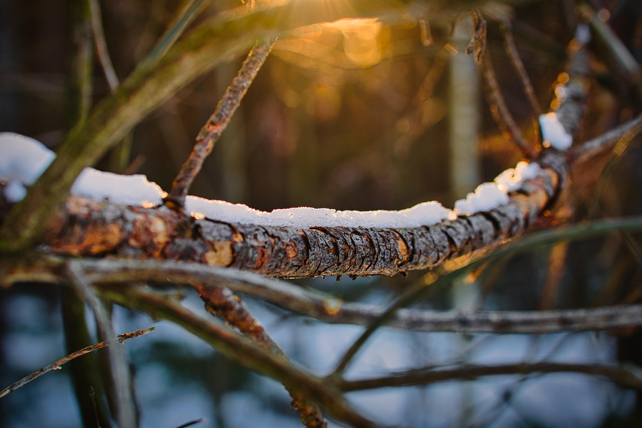 branch tree deadwood morning sun nature forest branches winter snow plant white season branch morning sun morning sun morning sun morning sun morning sun nature forest forest winter winter winter winter snow