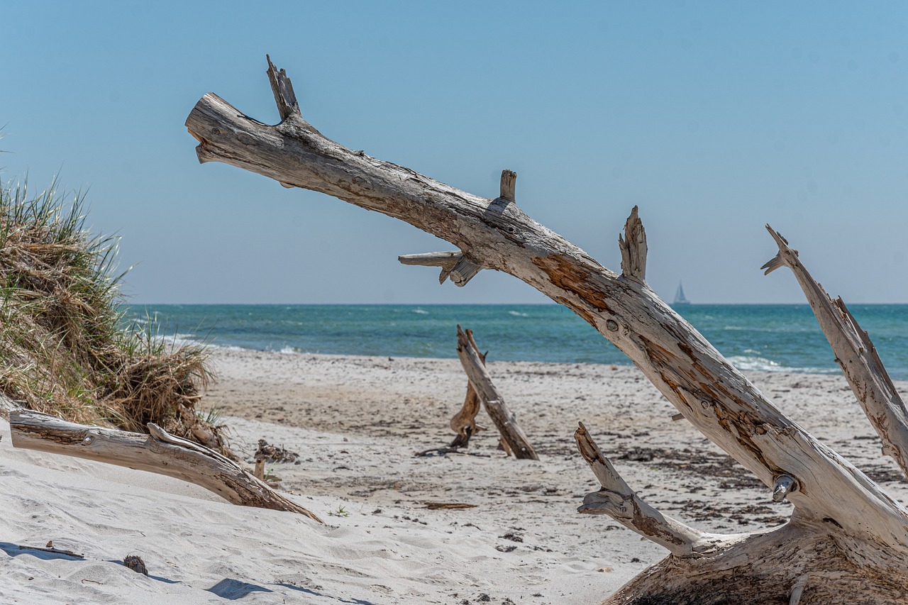 coast flotsam beach horizon sea dead tree sand ocean nature beach beach beach beach beach