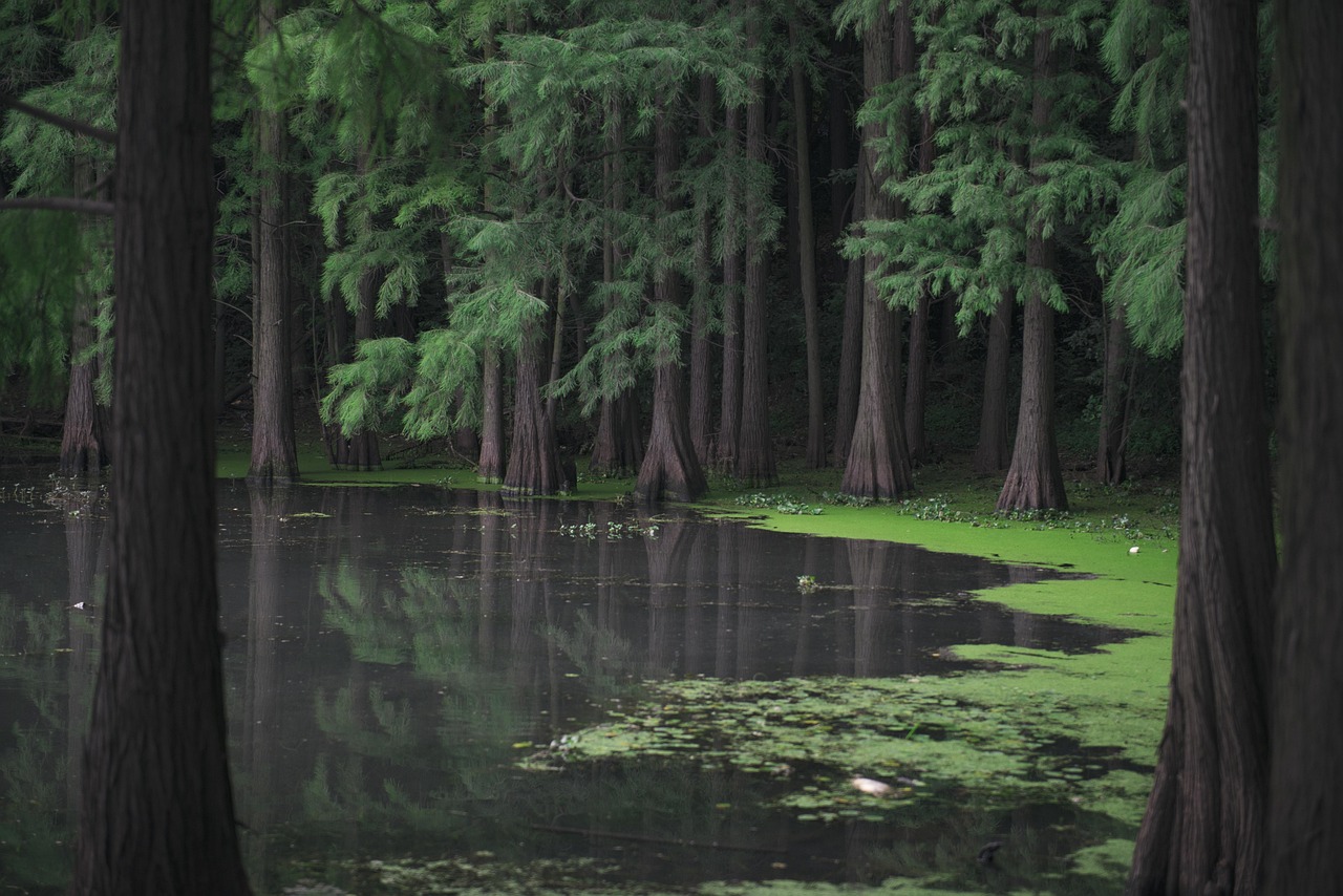 forest mangroves lake nature river trees water woods green nature gray nature green water gray water green forest gray forest green tree gray tree green river gray river green lake gray lake green natural gray natural forest forest lake river river river river river green forest