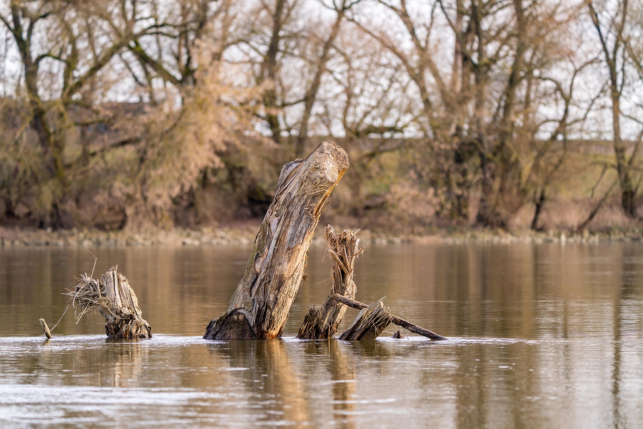 trees tree trunk nature water river landscape brown nature river river river river river