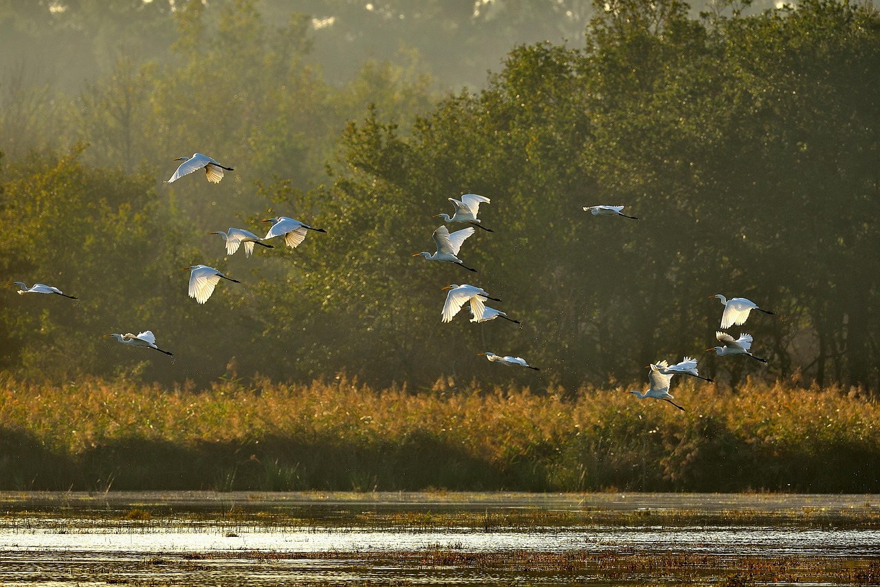 bird nature pond forest egret sun landscape