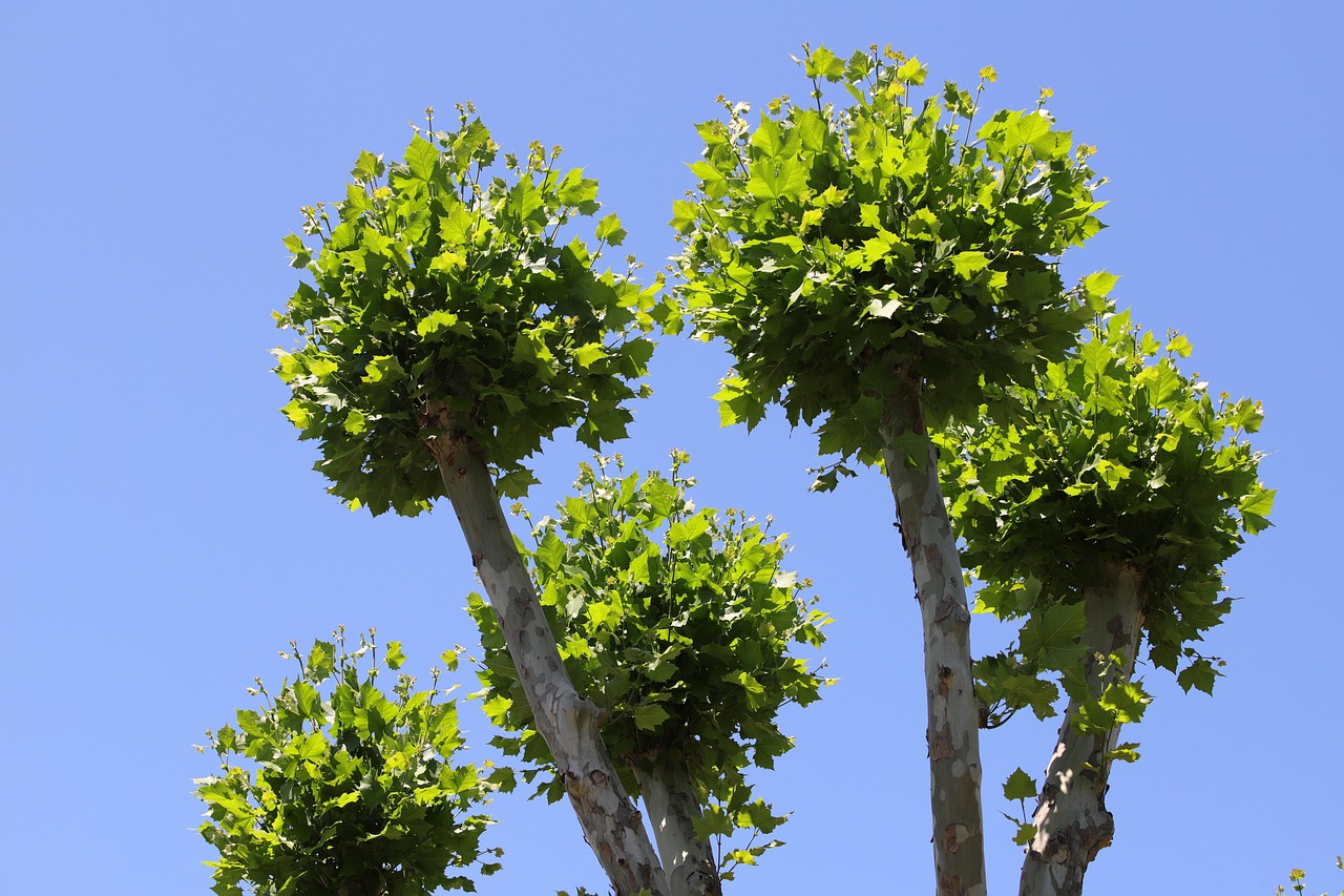 tree poplar summer pruning nature green leaf sky plant bud pruning pruning pruning pruning pruning