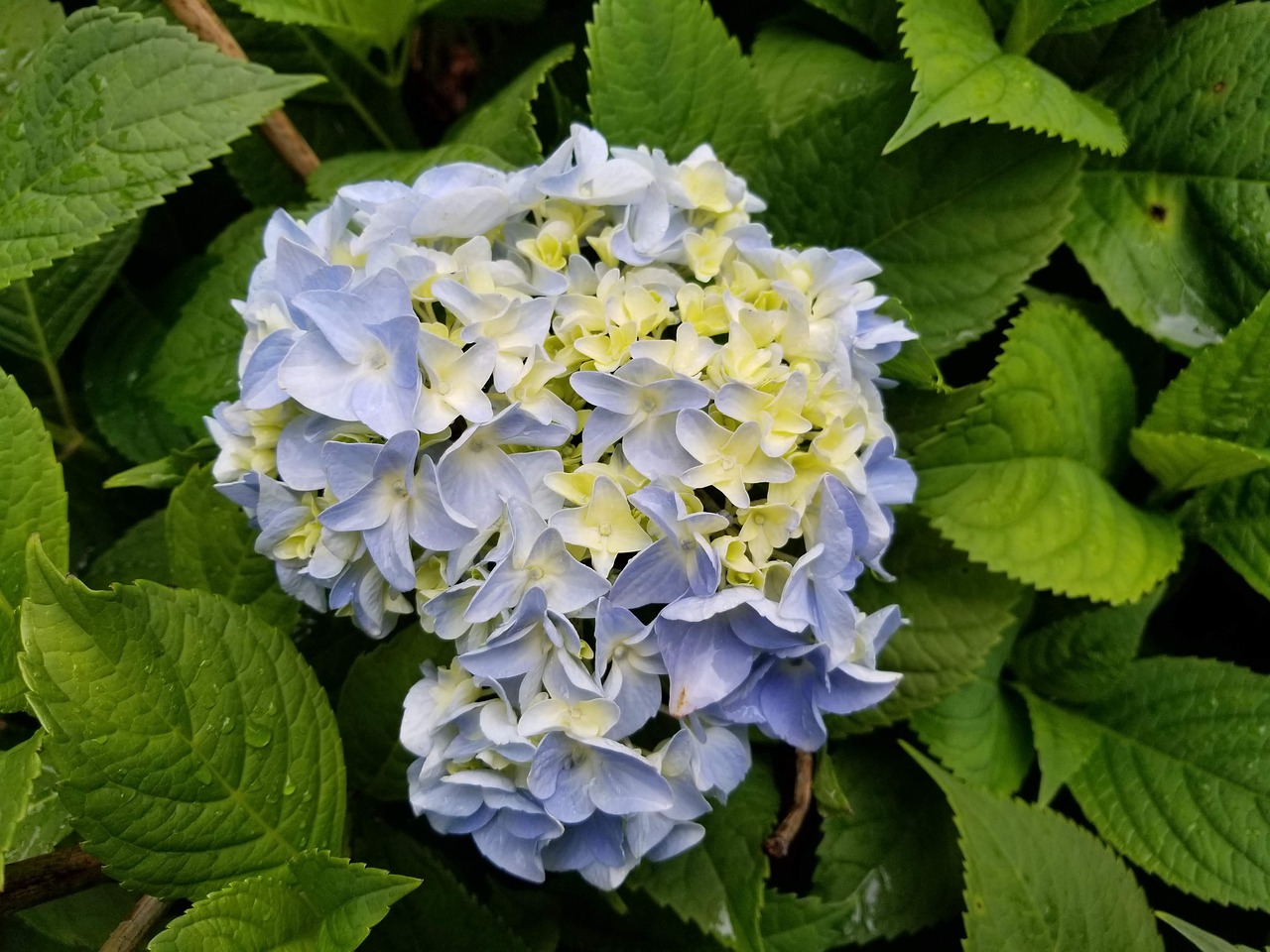 beautiful blue hydrangea pruning works shrub zone 5b east coast green work