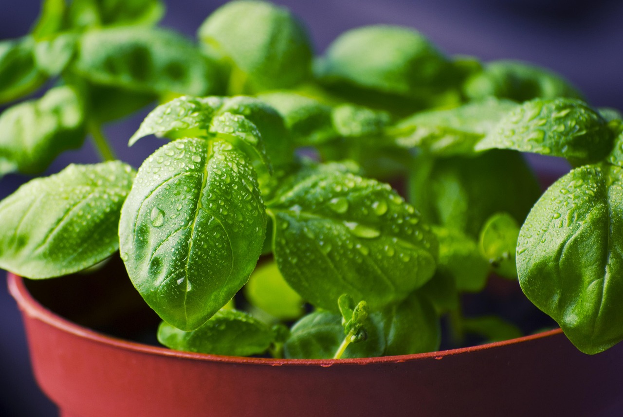 basil herbs food nature dew water droplets dewdrops pot potted potted plants fresh fresh basil basil leaves leaves green leaves fresh herbs ingredients healthy organic green aromatic natural vegetable plant bunch healthy food natural food aroma freshness