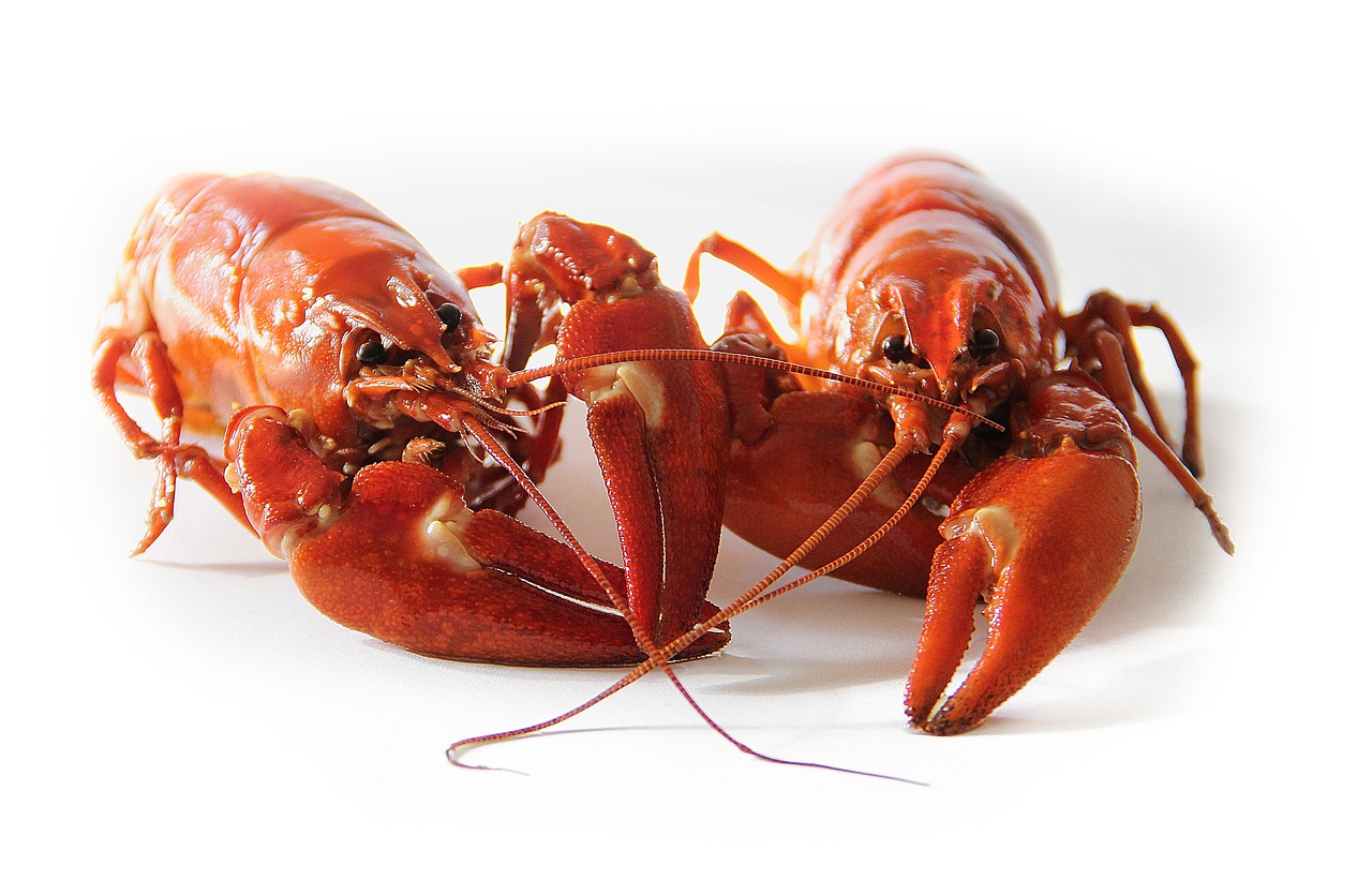 crawfish sweden crayfish party red crayfish seafood crawfish crawfish crawfish crayfish crayfish crayfish crayfish seafood seafood seafood seafood seafood