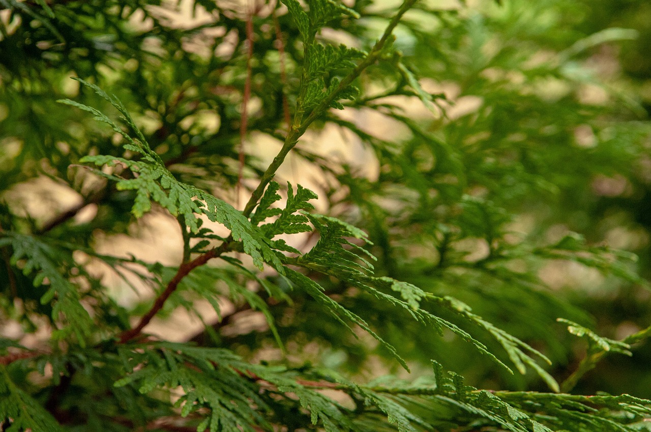 thuja branches tree leaves foliage greenery evergreen coniferous arborvitae cedar bush shrub decorative botanical garden nature closeup arborvitae arborvitae arborvitae arborvitae arborvitae