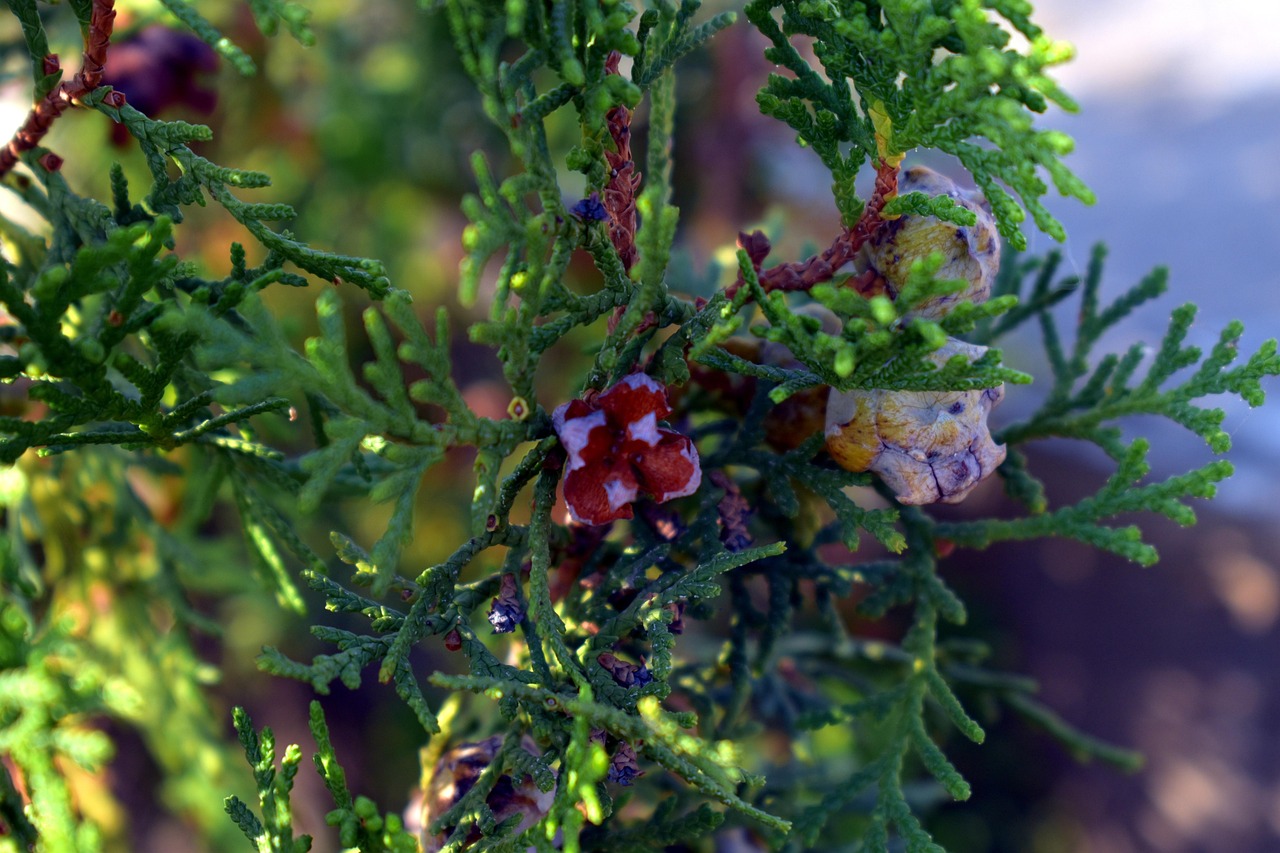 thuja buds thuja plant arborvitaes cedars coniferous