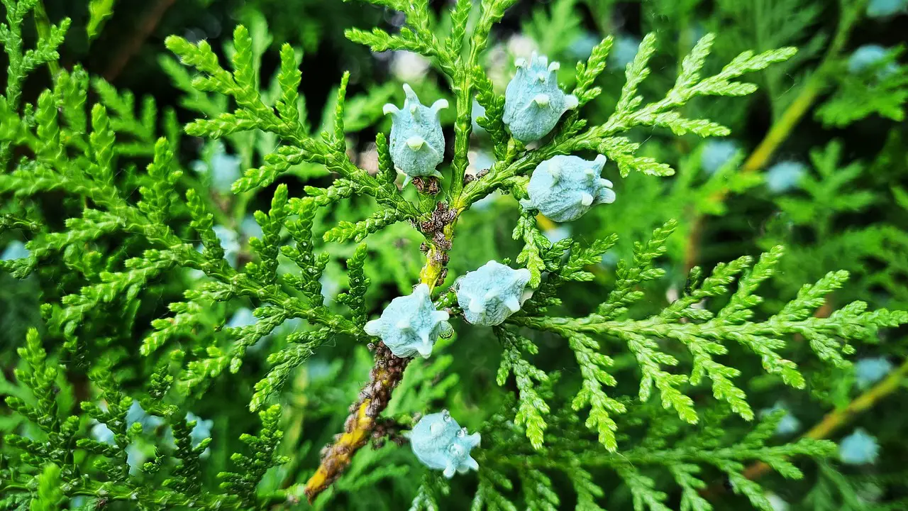 tree cypress arborvitae nature growth botany macro arborvitae arborvitae arborvitae arborvitae arborvitae