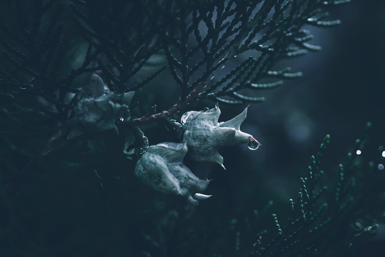 after the rain arborvitae cones conifer coniferous tree conifer tree dark dark background dark green dark photography droplets evergreen evergreen tree gloomy moody natural nature rain drops somber sombre thuja water drops dark background dark background dark background moody moody moody moody moody somber