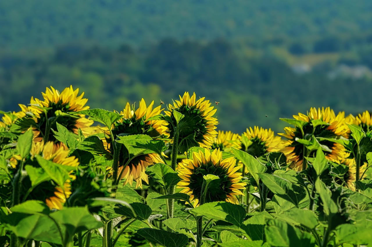 nature sunflowers beautiful flowers flower background sunflower field summer plants flower flower wallpaper yellow summery