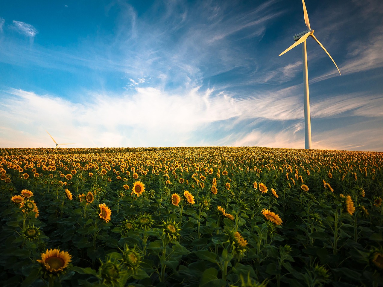 sunflowers windmill field farm sunflower farm wind turbine agriculture sunflower field wind energy beautiful flowers renewable energy wind power clouds flora flowers idyllic nature peaceful plants flower wallpaper flower background rural sky