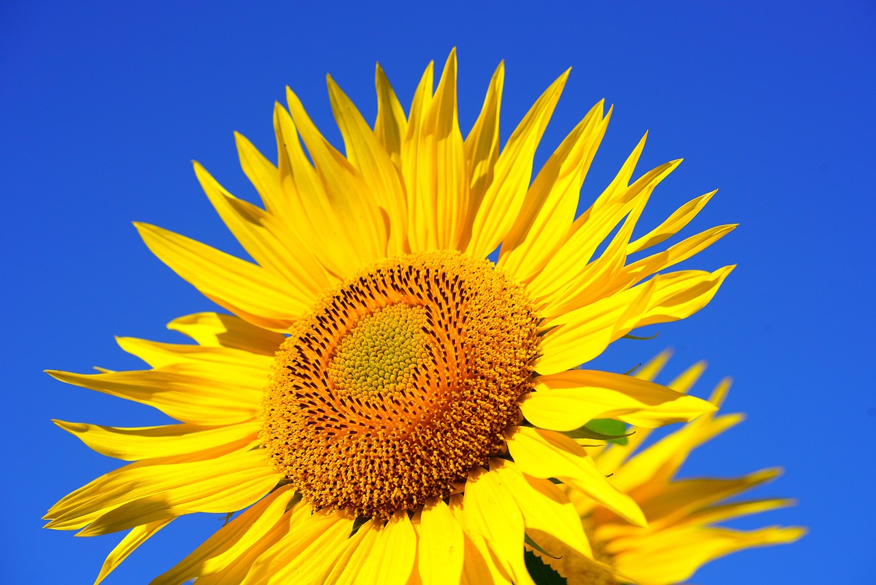 sunflower blossom beautiful flowers flower wallpaper bloom pollen flower yellow flower background sunflower seeds flowering plant helianthus annuus nature plant sunny bright close up nectar