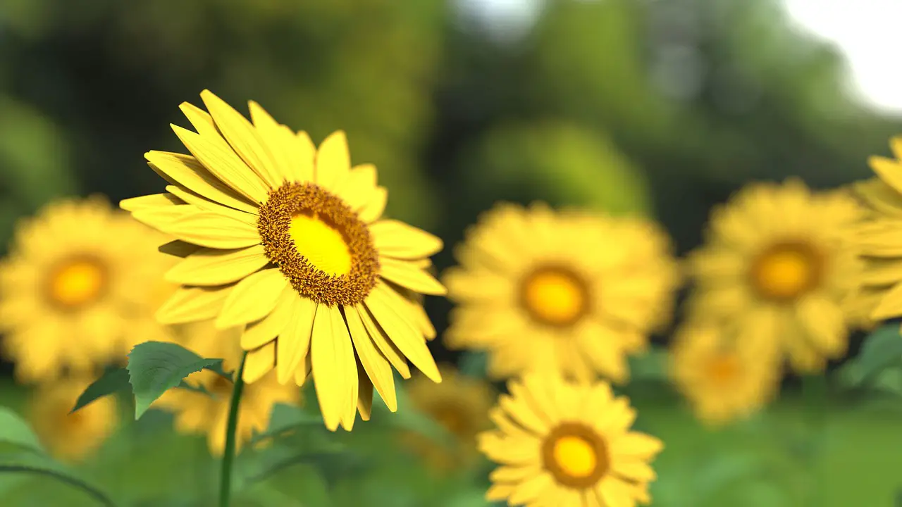 sunflower flower plant yellow flower beautiful flowers flower background petals bloom blossom field sunflower field summer flower wallpaper nature closeup